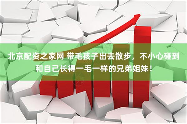 北京配资之家网 带毛孩子出去散步，不小心碰到和自己长得一毛一样的兄弟姐妹！